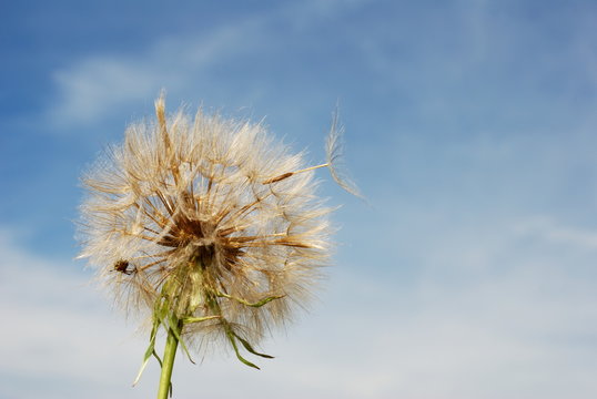 Milkweed and skyscape