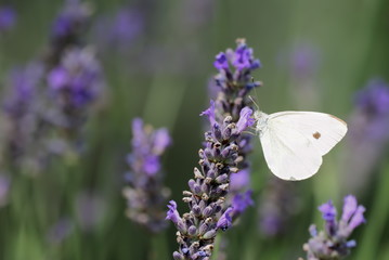 Lavender flowers with Small White butterfly