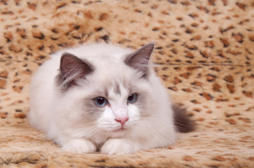 ragdoll kitten on leopard skin background