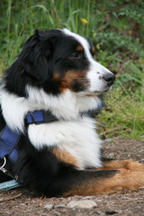 Berner Sennenhund