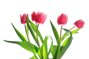 holiday tulips bouquet isolated on white