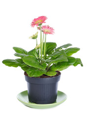 Pink gerbera in flowerpot