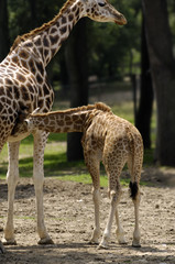 Kid and mother giraffe