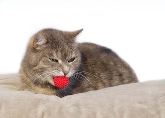 Getigerte Katze mit rotem Ball im Maul