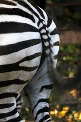 Grantzebra von hinten