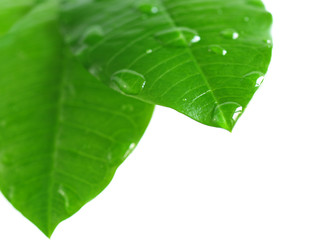 leaf green ,raindrop