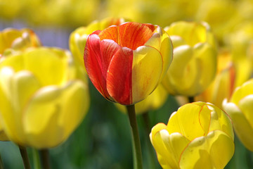 Fototapeta premium Żółte tulipany w ogrodzie