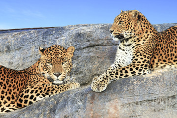 Leopardos