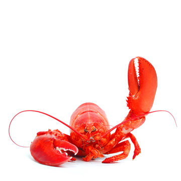 lobster say hello