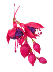 fuschia flower (fuschia hybrida) - obrazy, fototapety, plakaty