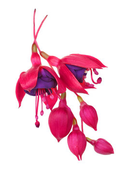 fuschia flower (fuschia hybrida)