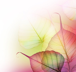 Beautiful Leaves design border over white