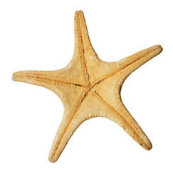 Starfish Isolated on white