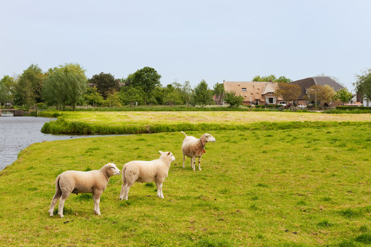 Dutch landscape with sheep
