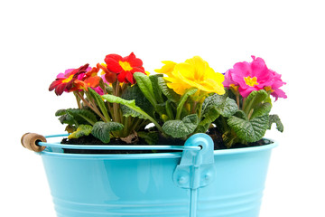 Colorful primula flowers in bucket over white background