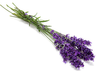 plucked lavender over white background