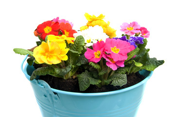 Colorful Primula flowers in blue bucket over white background