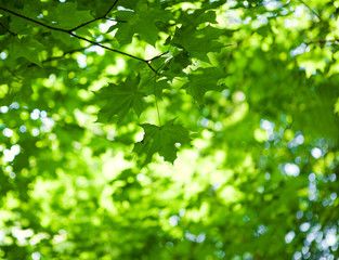 Fototapeta na wymiar foliage of mapple on a blurry background of foliage