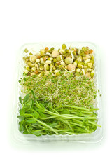 Organic sprouts