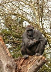 Thoughtful gorilla on a tree