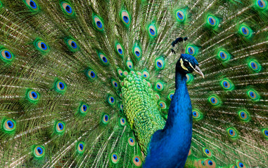 Fototapeta na wymiar Blue Peacock