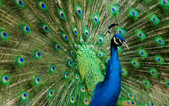 Blue Peacock