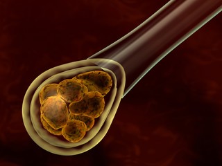 embryo cell manipulation
