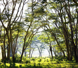 Jungle