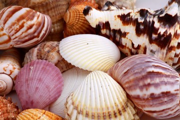 shells