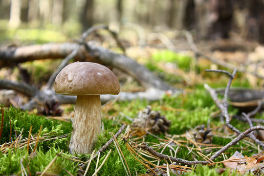 The mashroom in the is coniferous forest