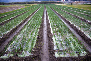 Fototapeta na wymiar Onion field in winter
