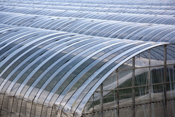Greenhouses lined up