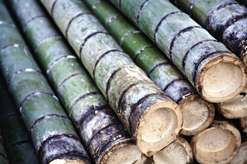 Detail of bamboo trunks section.