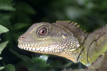 Emerald iguana