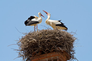 A stork couple in a nest over a chimney-pot
