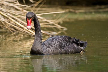 Black Swan swim in a pond and look to you