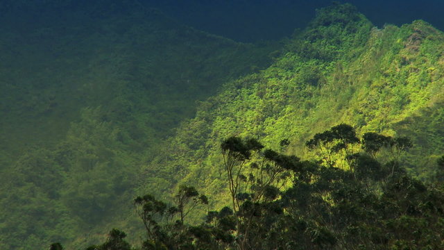 Rainforest Vegetation on Rugged Cliffs, Hawaii