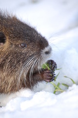 nutria cub,close up