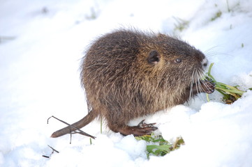 nutria cub,close up 2