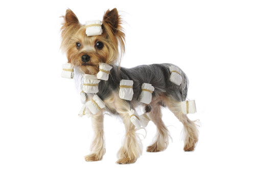 terrier du yorkshire en papillotes pour le dog show