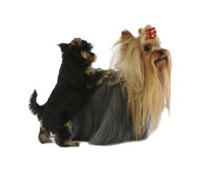 bébé york posant les pattes tendrement sur sa maman