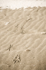 Fototapeta na wymiar Bird tracks in the winter sand