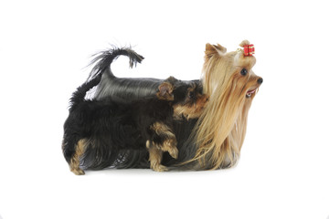 maman yorkshire et son bébé chiot marchant ensemble