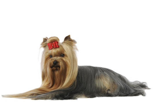 yorkie allong&eacute; de profil &agrave; l'air bougon