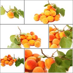 Naklejka premium illustration abricots sur fond blanc