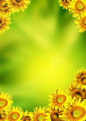 Fototapeta premium Sunflowers