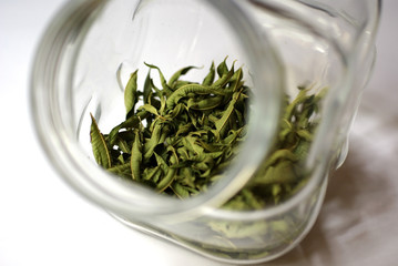 verveine en bocal