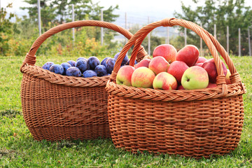 Apples and plums