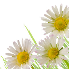 daisy flowers white background, floral design spring season