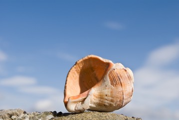 large shell